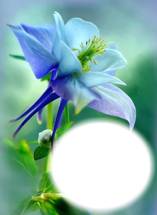 Fleur bleu-mauve Photomontage