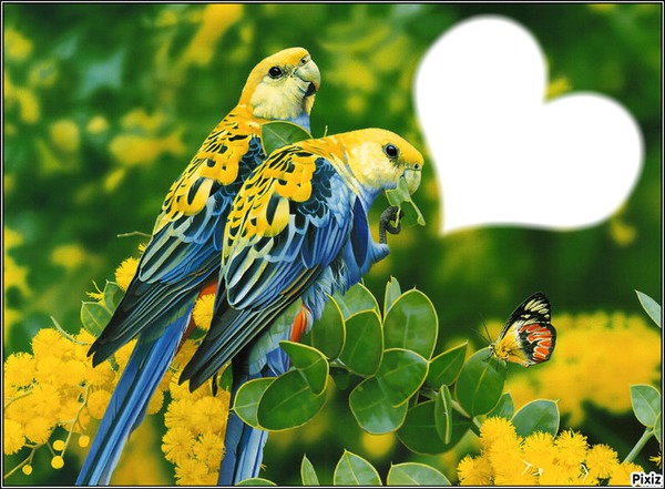 LOVE BIRDS Montage photo