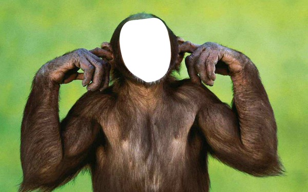 Rostro de mono Montaje fotografico