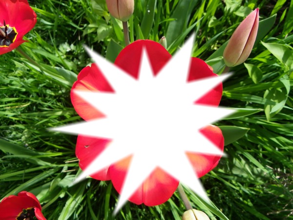 tulipe brisée Fotomontage