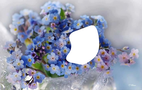 blue flowers フォトモンタージュ