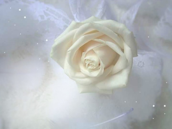 white rose Fotomontaža