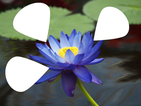 lotus Fotomontáž