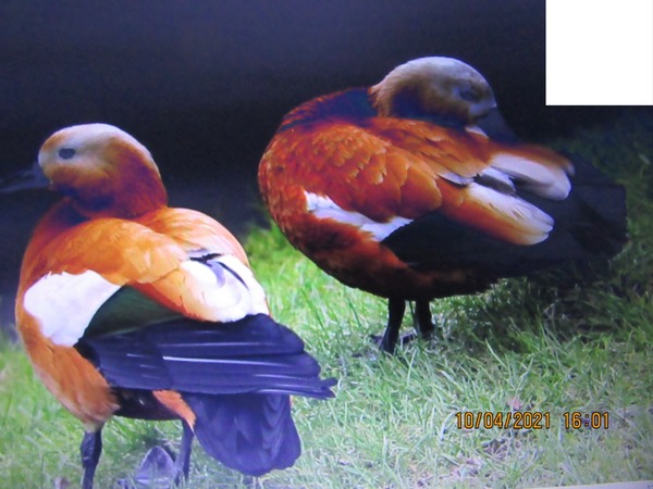 Oiseaux Photomontage