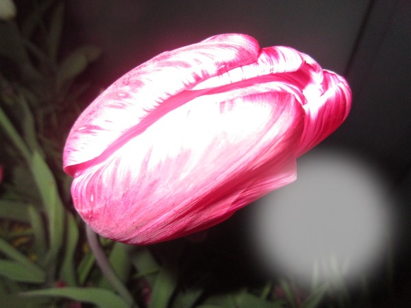 Tulipe Photomontage