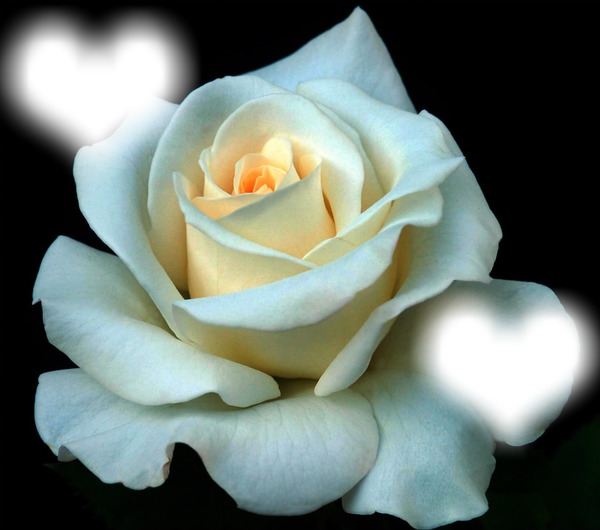 rose blanche Fotomontáž
