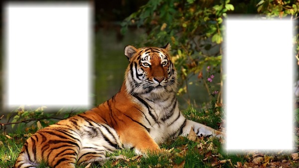 tigris Fotomontáž