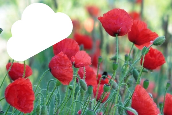 coquelicots laly Fotomontage