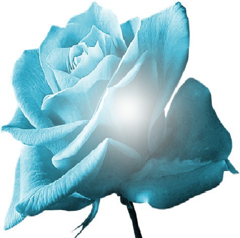 roses bleu Photo frame effect