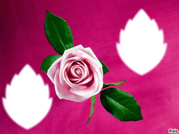 Rose Pink Fotomontāža