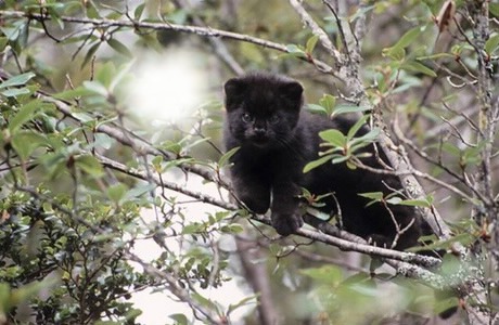 Gatito en un árbol Montaje fotografico