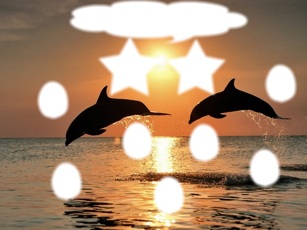 coucher de soleil dauphin Photo frame effect