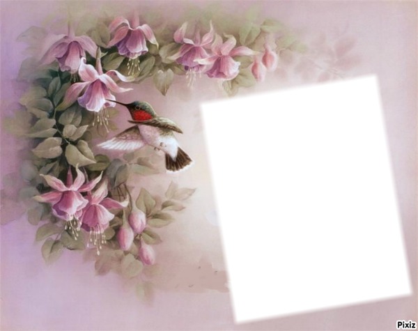 colibri Fotomontáž