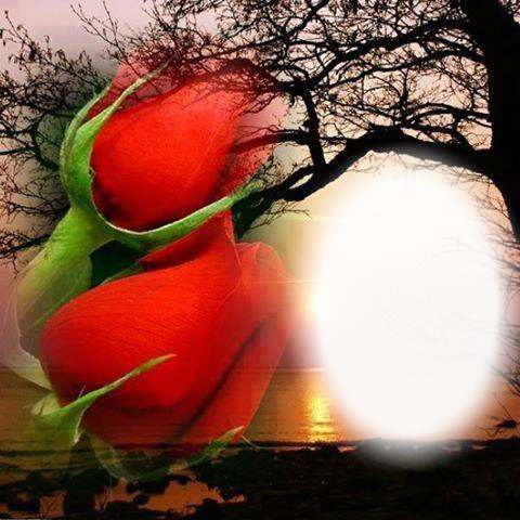 rosa roja Фотомонтаж