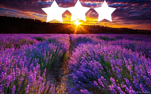 étoiles dans lavande Fotomontáž
