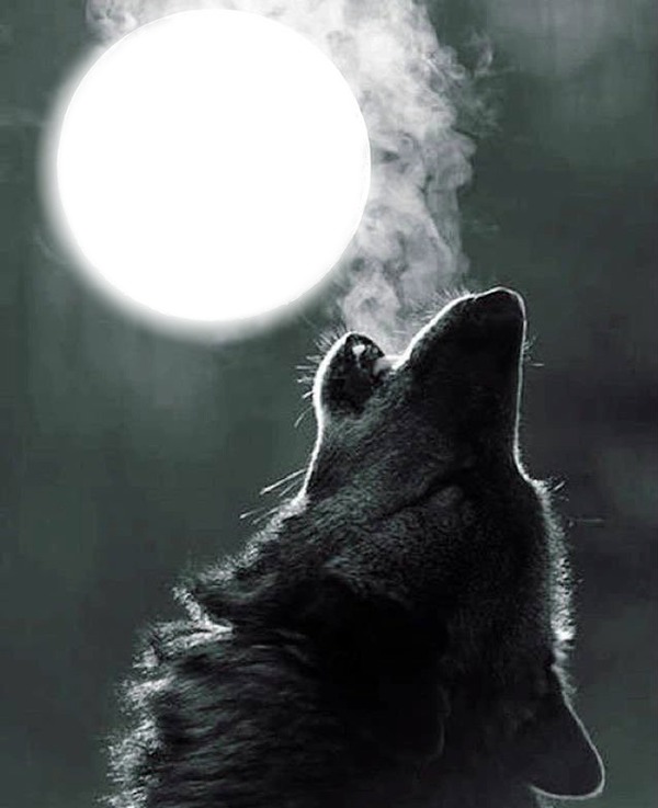 Волк воет на луну Фотомонтаж