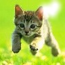 chat trop mignon♥ Montaje fotografico