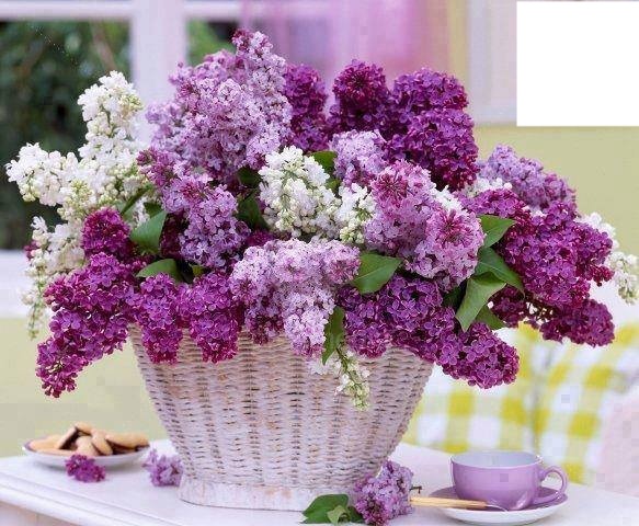 Bouquet de lilas Photo frame effect