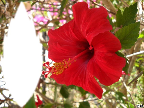 feuille hibiscus Фотомонтаж