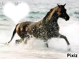 le cheval Fotomontaža