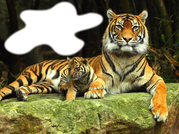 tigres du bengale フォトモンタージュ