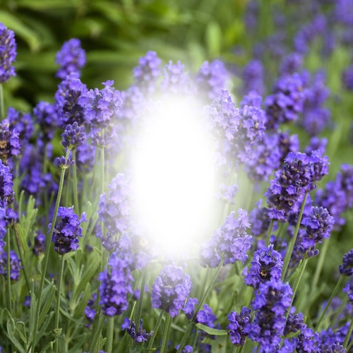 lavender Photo frame effect