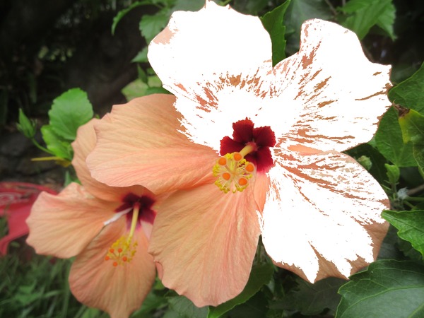 hibiscus Φωτομοντάζ