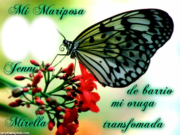 mi mariposa Fotomontasje