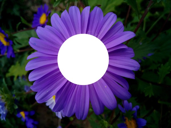 violeta / violet Fotomontaggio