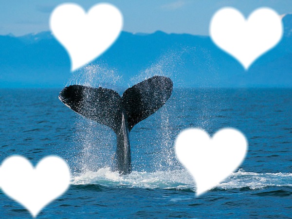 baleine a coeur Fotomontasje
