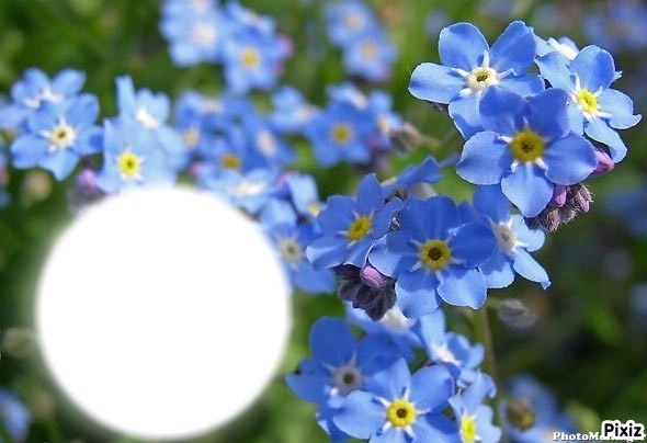*Trés fleurs bleue* Fotómontázs