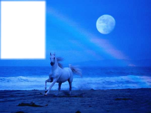 blue sea and whute horse Montage photo