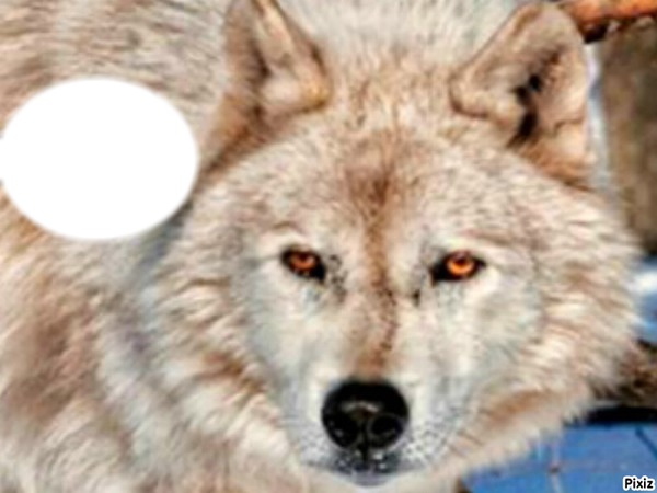 Wolf Fotomontage