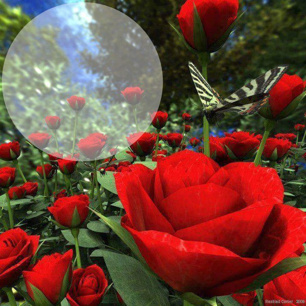 rosas vermelhas Φωτομοντάζ