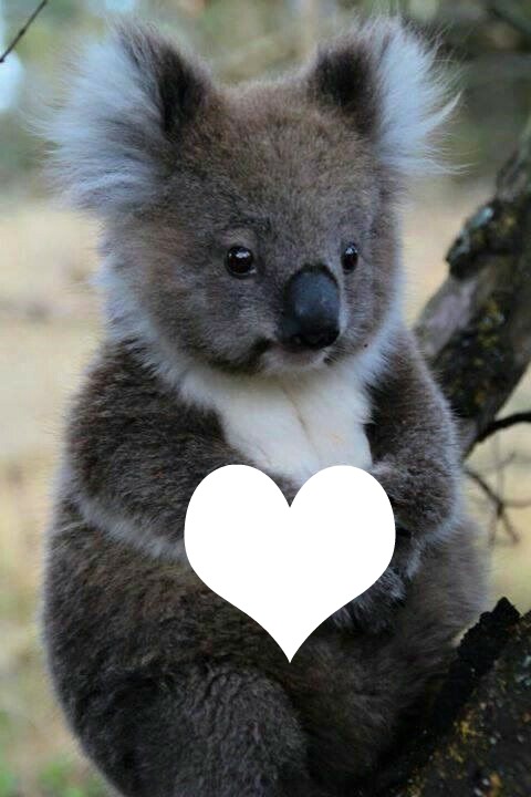 Soen mon coeur Koala et moi Fotomontasje