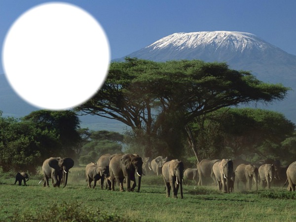 éléphants d'afrique Fotomontasje