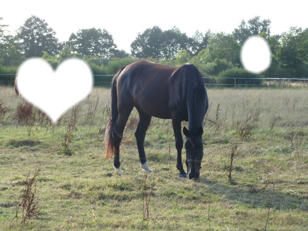 Horse love Photo frame effect