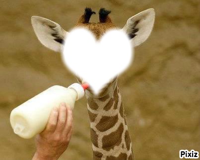 bébé girafe Montaje fotografico