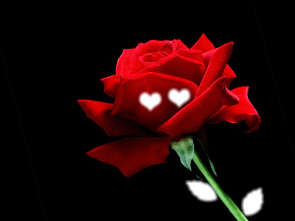 Ta rose d'amour Photomontage