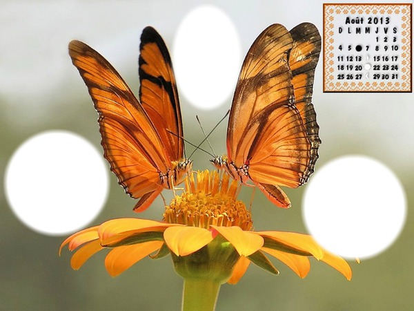 duo de papillons Photo frame effect