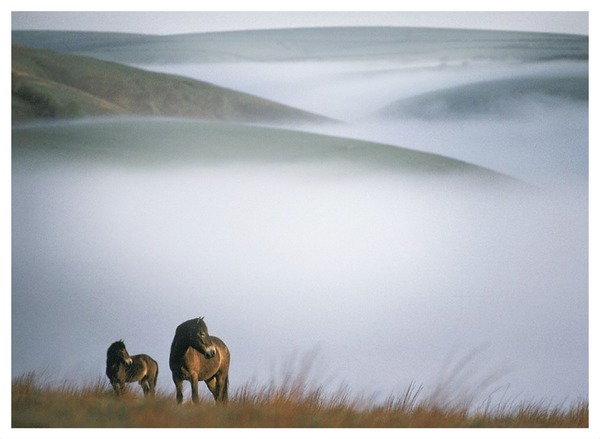 chevaux dans les collines Montage photo