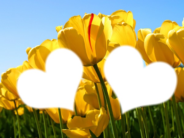 les amoureux au tulipe Photo frame effect