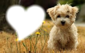 I love Dogs Photo frame effect
