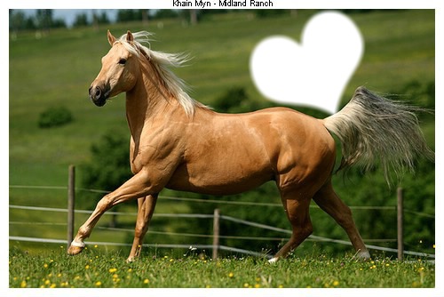 cheval//love Фотомонтажа