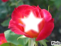 une belle rose Photo frame effect
