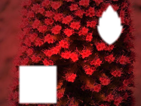 fleure rouge Montaje fotografico