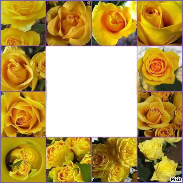 Yellow roses Photo frame effect