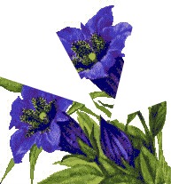 fleurs violette Montage photo