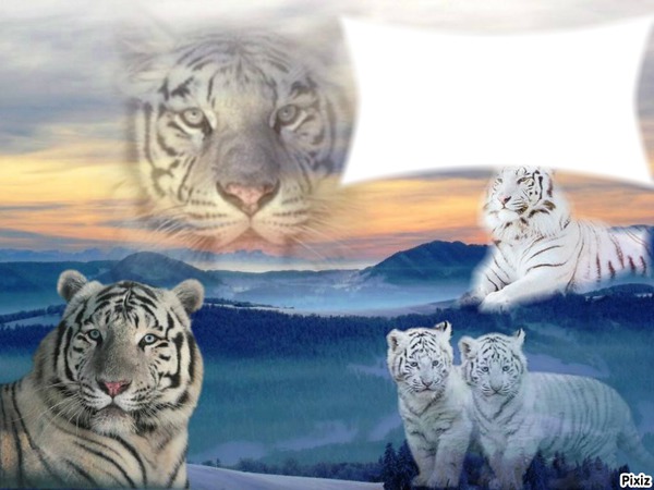 mon tiger Photomontage
