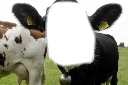 vache plus hollande Fotomontasje
